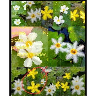 💮Nymphoides.💮บัวบาร์รูปห้วใจ💮น่ารักเลี้ยงง่าย*ดอกออกตลอดปี.💮ออกดอกทุกวัน💮อ่างปลาตุ้ปลา.+++.🥀