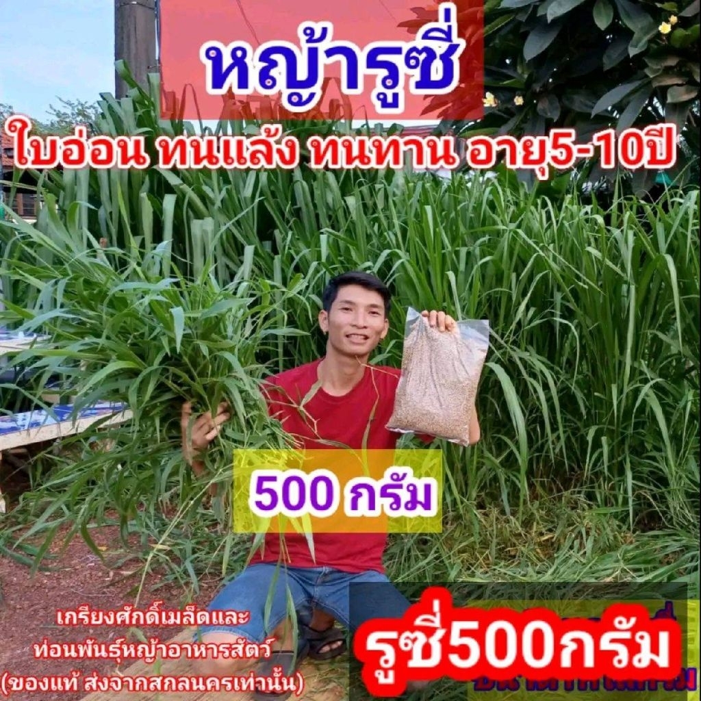 #เมล็ดหญ้ารูซี่ 500 กรัม #หญ้ารูซี่พร้อมปลูกเดือน ม.ค.ปี69   #หญ้าลูซี่ #หญ้าทนแล้ง  #Ruzi Grass #เก