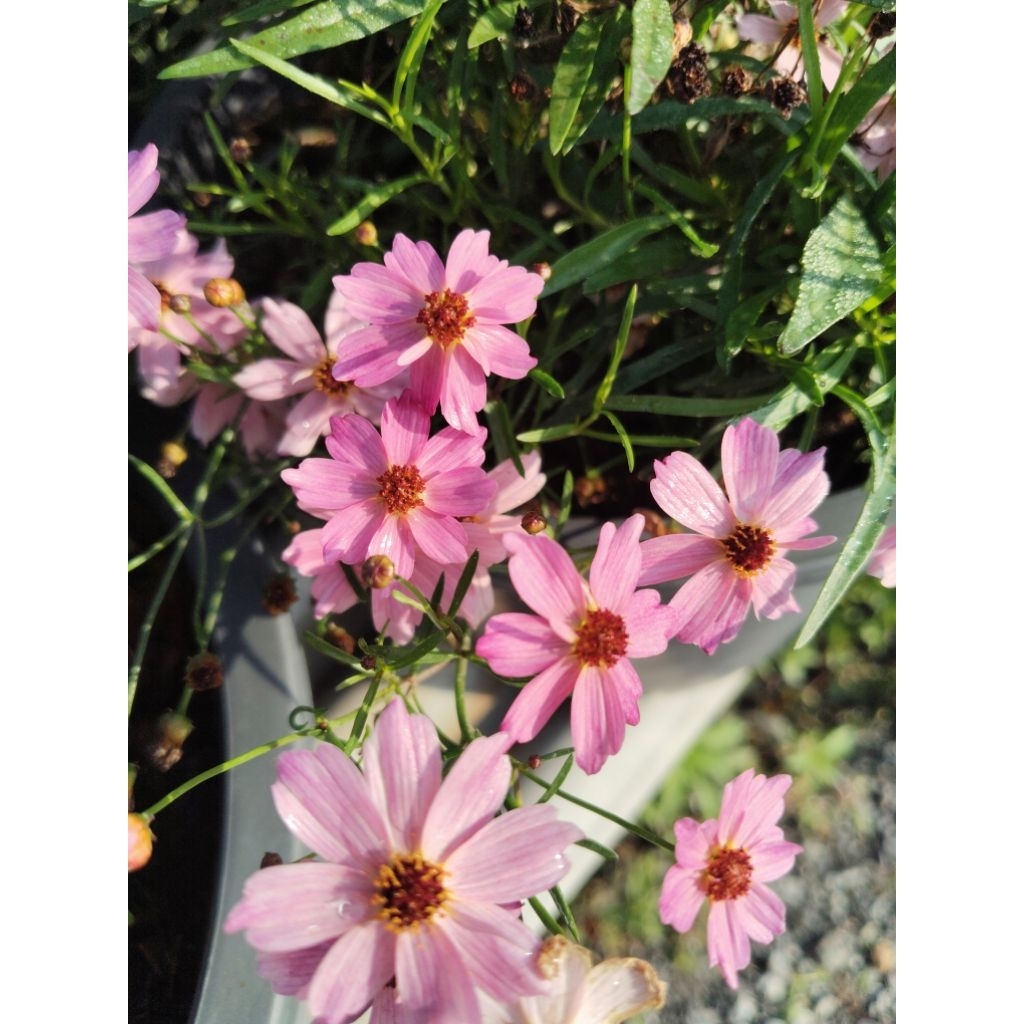 ดอกคอรีออปซิส Coreopsis rosea (Pink Tickseed) พิงค์ เทคซีด