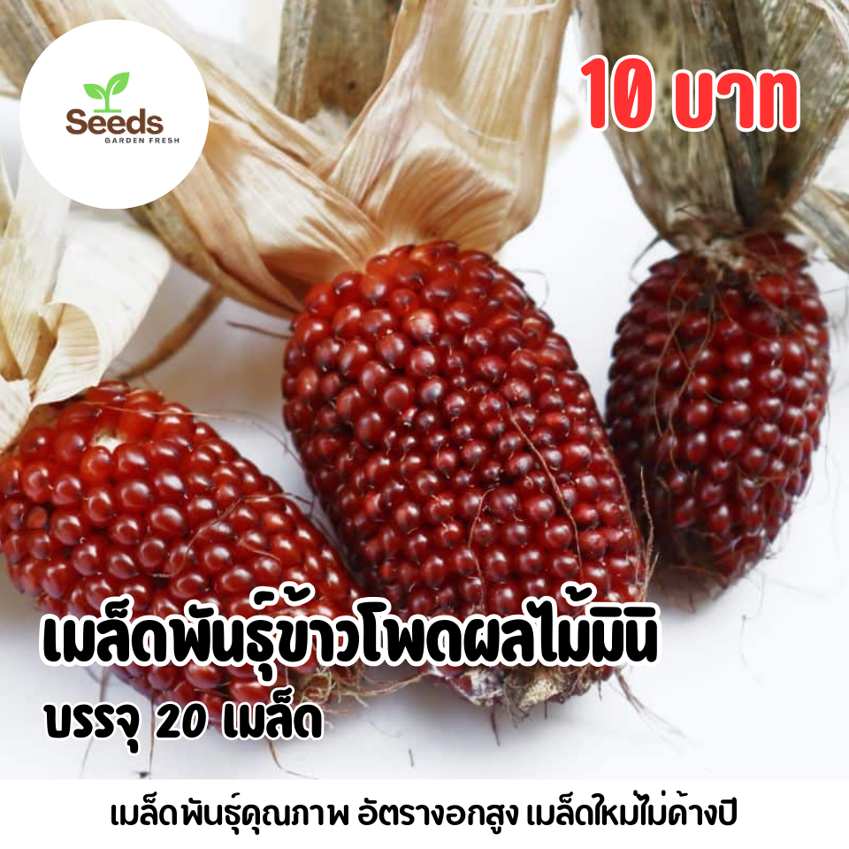 เมล็ดพันธุ์ ข้าวโพดผลไม้มินิ บรรจุ 20 เมล็ด