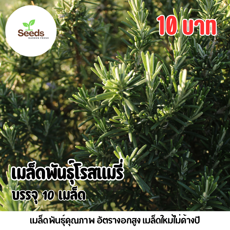 เมล็ดพันธุ์ โรสแมรี่ บรรจุ 10 เมล็ด