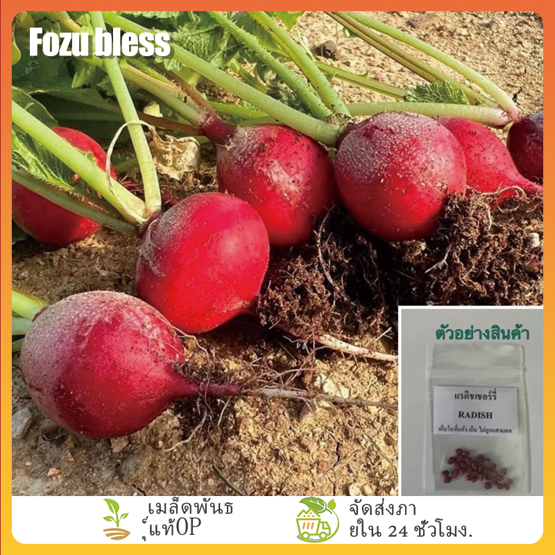 FOZU เมล็ดพันธุ์แรดิชเชอร์รี่ 300 เมล็ด