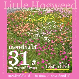 แพรเซี่ยงไฮ้ 31 สี (คุณนายตื่นสายดอกซ้อน) 12 กิ่ง/20 บาท เลือกสีได้!