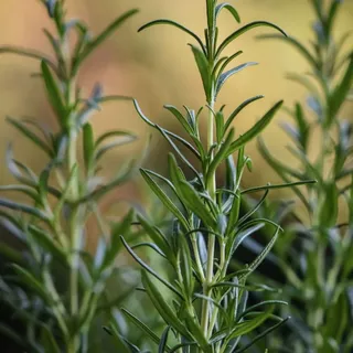 เมล็ดโรสแมรี่ (Rosemary Seeds) 20 เมล็ด | สมุนไพรฝรั่ง กลิ่นหอม ปลูกง่าย | เมล็ดสมุนไพรสวนครัว