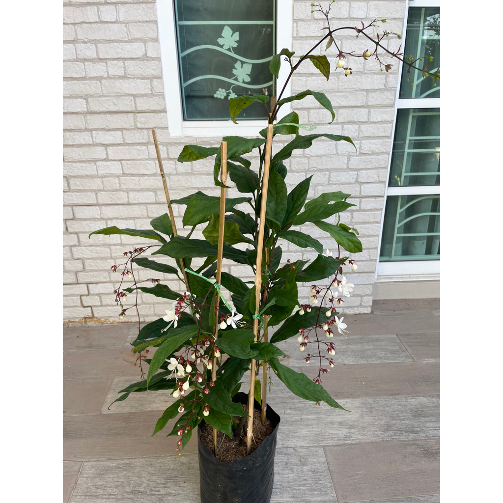 ต้นสร้อยสายเพชร (หรือ ระย้าแก้ว, พวงระย้า, สังวาลย์พระอินทร์) ถุง8”สูง70-100ซม. - รูปที่ 2