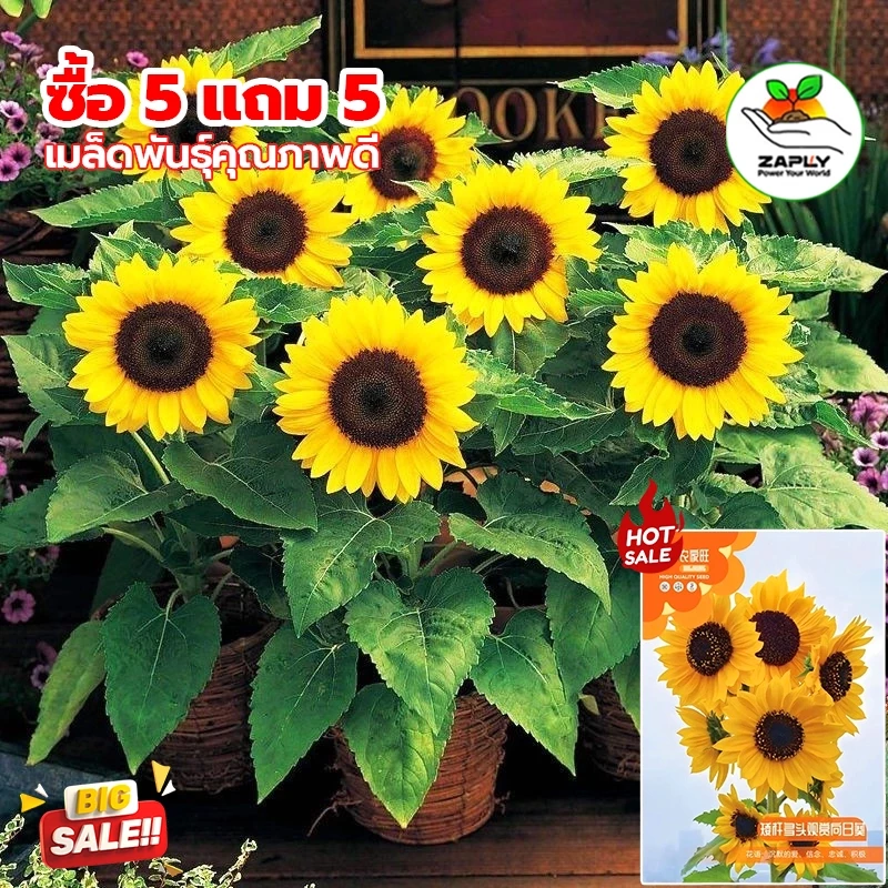 เมล็ดทานตะวันแคระ50เมล็ด/ถุง Sunflower Seed เมล็ดพันธุ์แท้ นำเข้าจากต่างประเทศ ปลูกง่าย