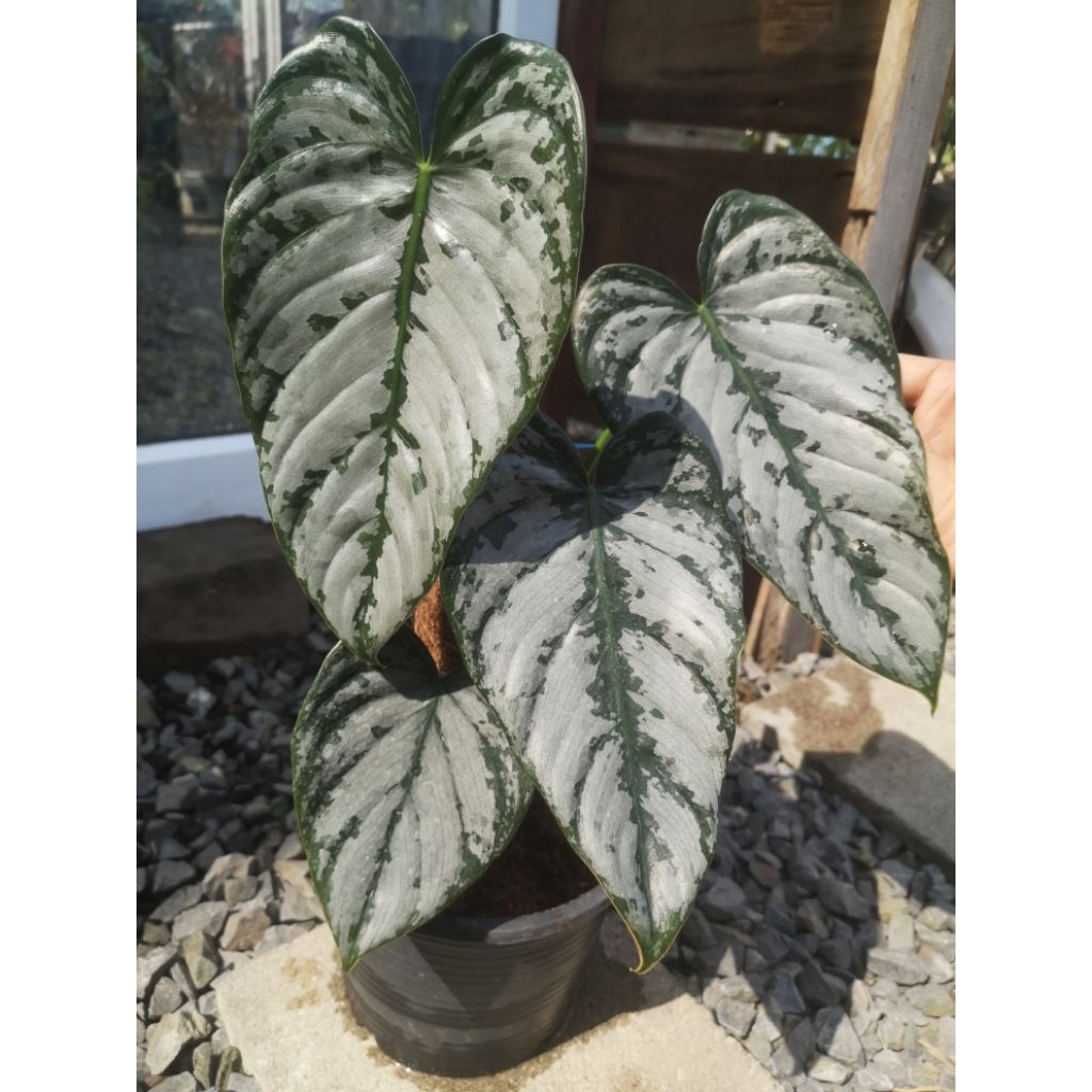 ฟิโลเดนดรอนแบรนเทียนั่ม philodendron brandtianum