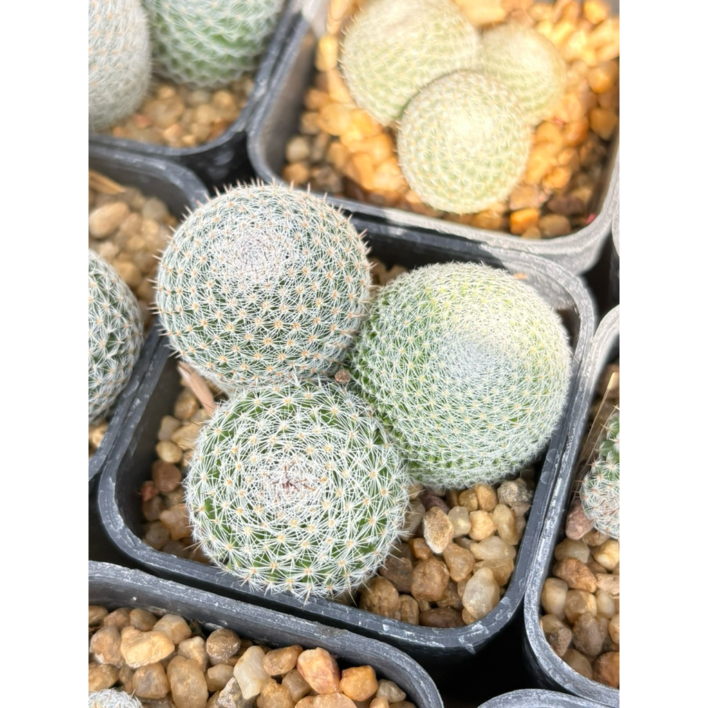 แมมนกฮูก 🦉🦉(Mammillaria microthele )กระถาง 3 ต้น ขนาดกระถาง 2. นิ้ว ต้นโตพร้อมแยก 🌵(ซื้อขั้นต่ำ 50 บาท คละได้ทั้งร้าน)