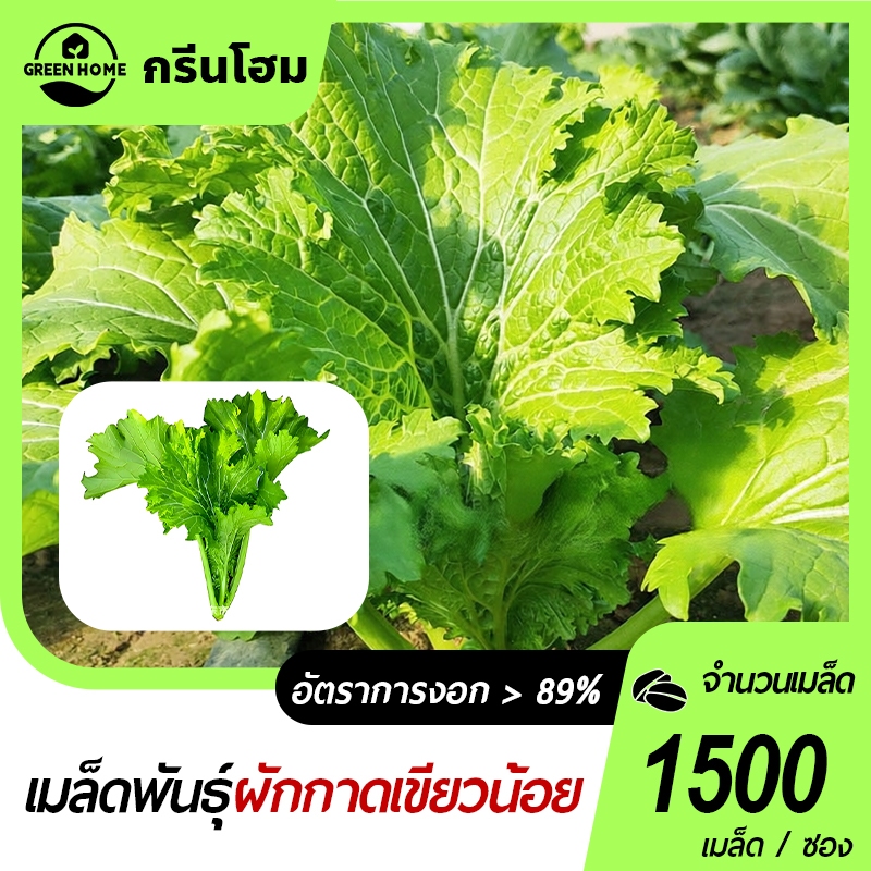 1500 เมล็ด เมล็ดพันธุ์ผักกาดเขียวน้อย เมล็ดผักกาดเขียวน้อย ผักกาดหิ่น ระยะปลูกสั้น ผักยอดนิยม