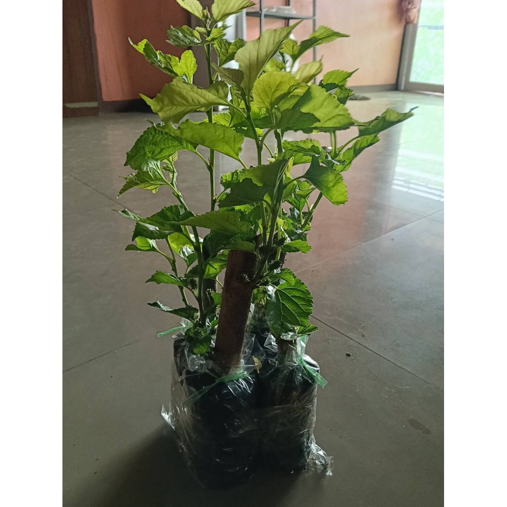 ต้นหม่อน พันธุ์เชียงใหม่ 60 หรือมัลเบอร์รี่ (Morus alba L)