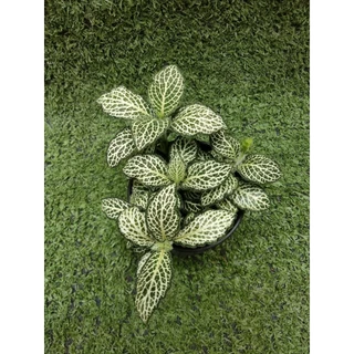 ต้นพรมออสเตรเลียลายขาว [ Fittonia ]ไม้ในกระถาง3"