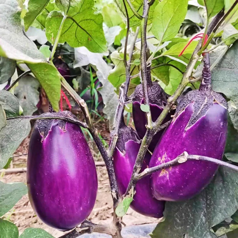 200 เมล็ด เมล็ดผัก มะเขือ สวนครัว Eggplant Vegetable Seeds สายพันธุ์ Rosita Eggplant