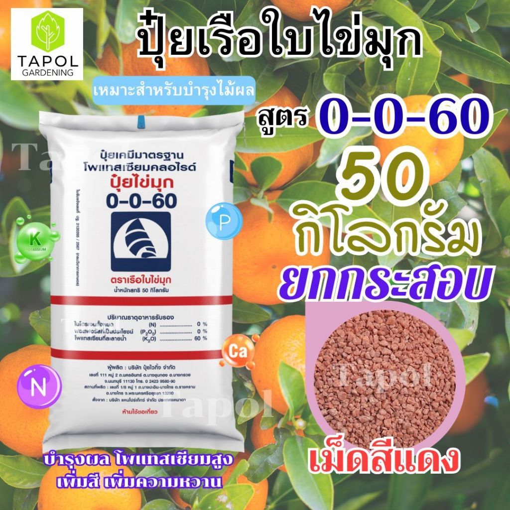 ปุ๋ยเรือใบไข่มุก สูตร 0-0-60 กระสอบ 50 กิโลกรัม ยกกระสอบ เพิ่มความหวานของผลไม้ มีน้ำหนัก และรสชาติด
