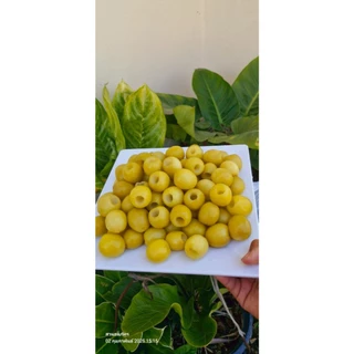 พุทราแช่อิ่ม (พุทรานมสด) ขนาด 500 กรัม หวาน กรอบ อร่อย พร้อมพริกเกลือ