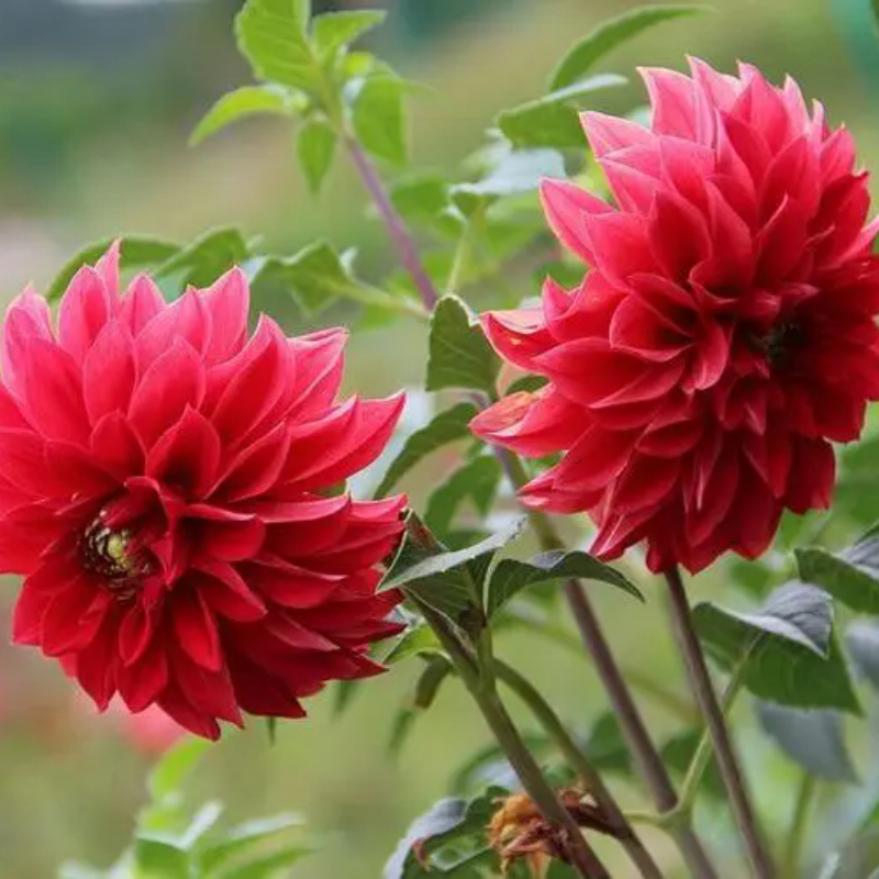 100เมล็ด Dahlia Flower Seeds เมล็ดพันธุ์ ดอกรักเร่คละสี การันตีอัตรางอก เมล็ดพันธุ์ดอกไม้ ไม้ประดับ พันธุ์ดอกไม้ บอนสี - รูปที่ 2