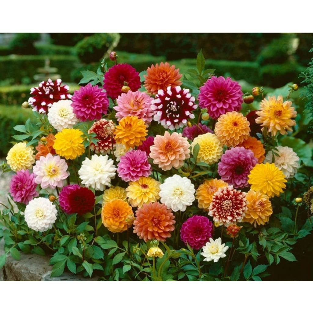 100เมล็ด Dahlia Flower Seeds เมล็ดพันธุ์ ดอกรักเร่คละสี การันตีอัตรางอก เมล็ดพันธุ์ดอกไม้ ไม้ประดับ พันธุ์ดอกไม้ บอนสี - รูปที่ 6