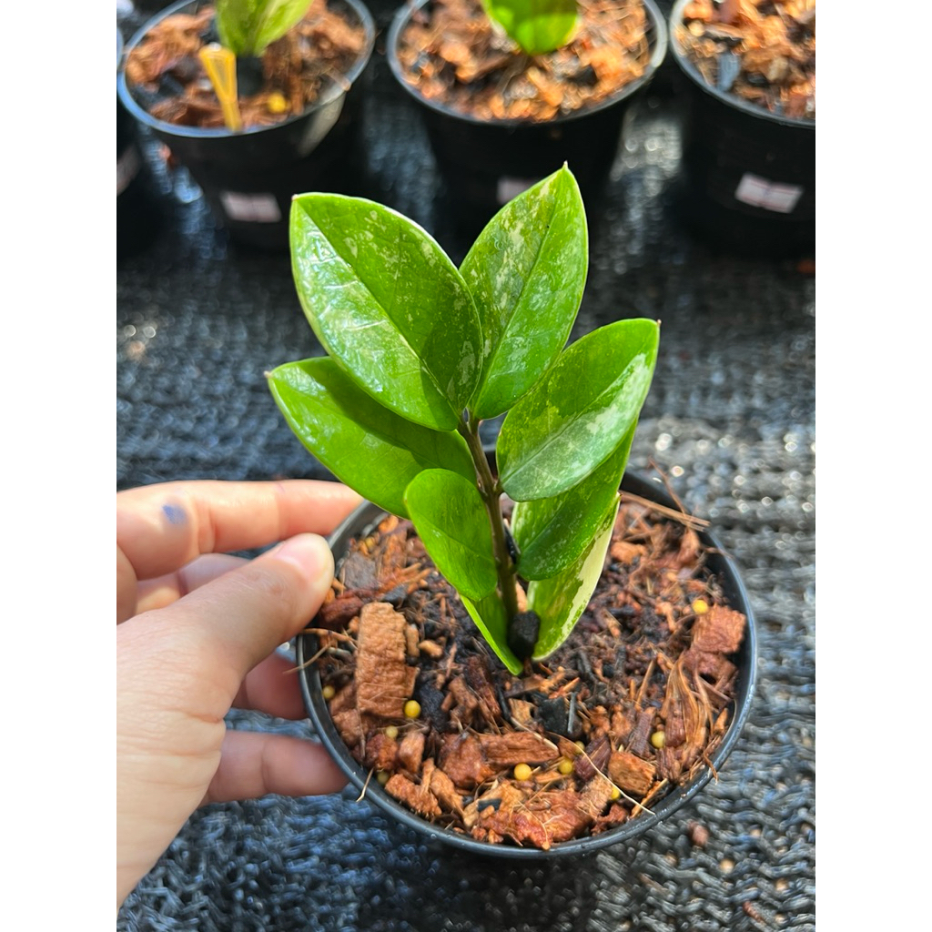 กวักมรกตด่างเหลือง/กระถาง4