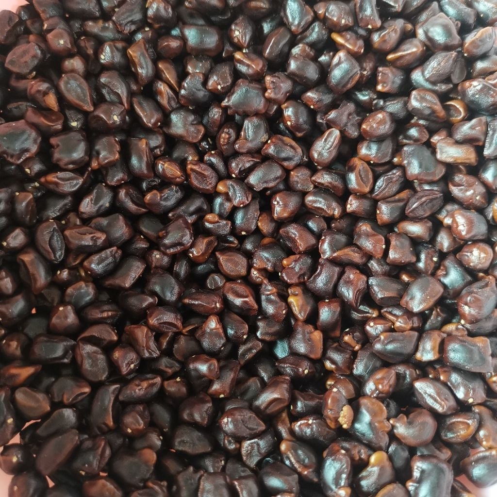 เม็ดมะขามเปรี้ยว เมล็ดมะขาม น้ำหนัก 500 g สำหรับนำไปปลูกหรือคั่วทานได้ - รูปที่ 2