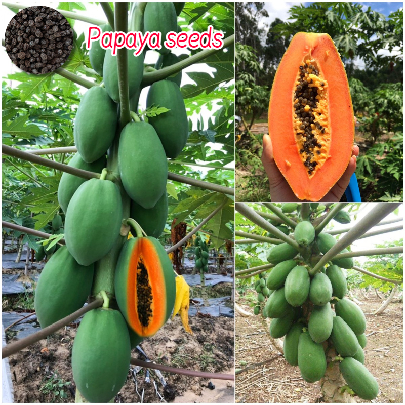 20 Seeds Dwarf Papaya Seeds Delicious Papaya Seeds ปลูกได้ทั้งปี เมล็ดพันธ์มะละกอ เมล็ดมะละกอ มะละกอ