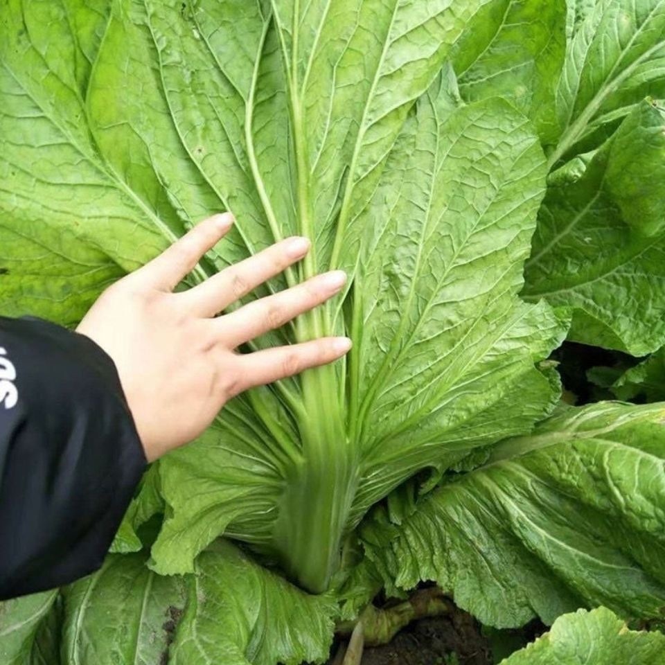 Mustard Seeds 300 เมล็ด ชุนฉ่าย ผักกาดเขียว ผักโขมจีน chinese mustard seeds high yield