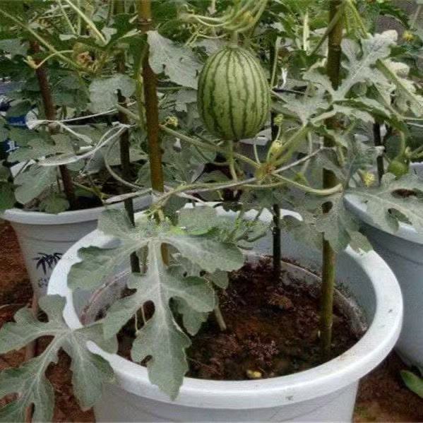 50 เมล็ด เมล็ดพันธุ์แตงโมจิ๋ว แตงโมกระถาง  แตงโมแคระ งอกง่าย โตเร็ว ผลเล็ก หวานฉ่ำ ปลูกในกระถางได้ - รูปที่ 3