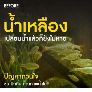 INVATech - Purifier ตัวดูดน้ำเหลือง สีน้ำ กลิ่น ของเสีย เข้มกว่าคาร์บอน ใช้ซ้ำได้ (50-250g)