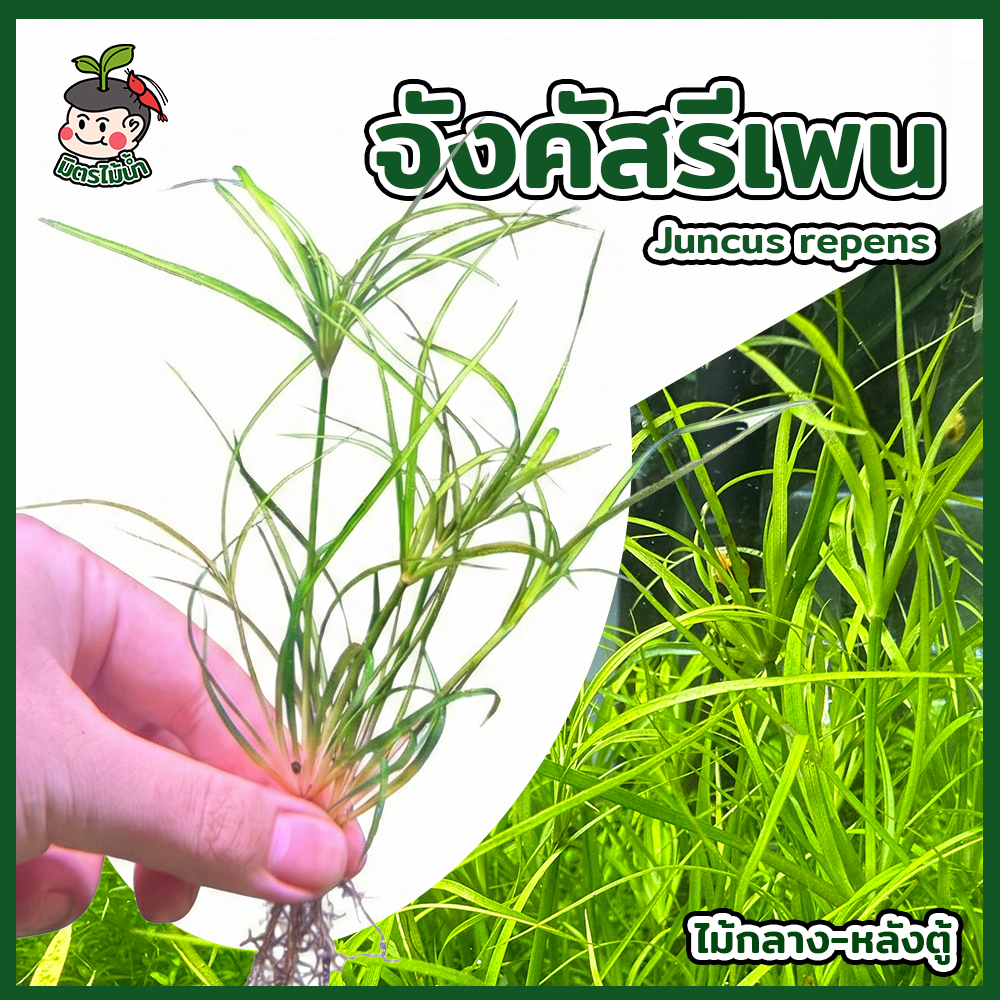 จังคัสรีเพน JUNCUS REPENS ต้นไม้น้ำเลี้ยงง่าย