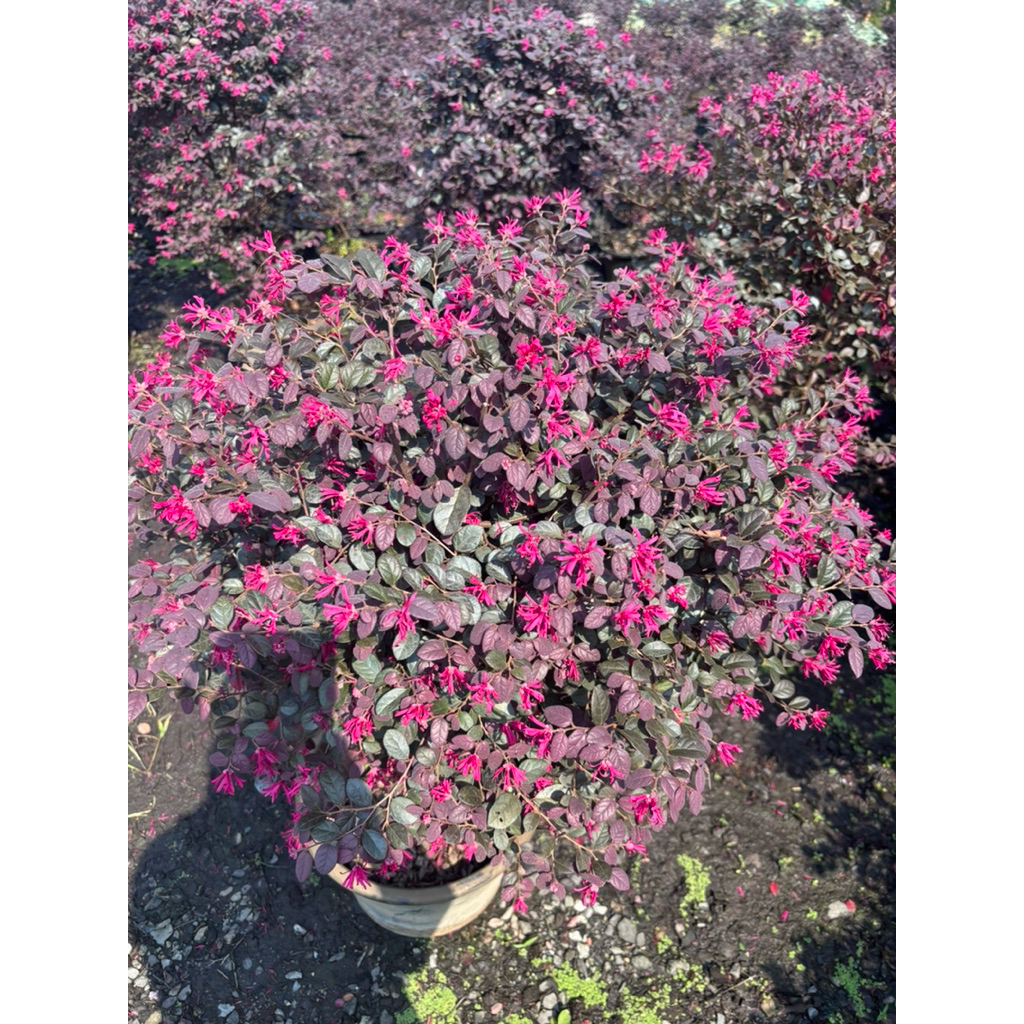 ต้นมั่งมีศรีสุข หรือต้นหงส์ฟู่ ฟอร์มพุ่มกลมใหญ่ กระถาง15 นิ้ว(ถอดกระถางส่ง)