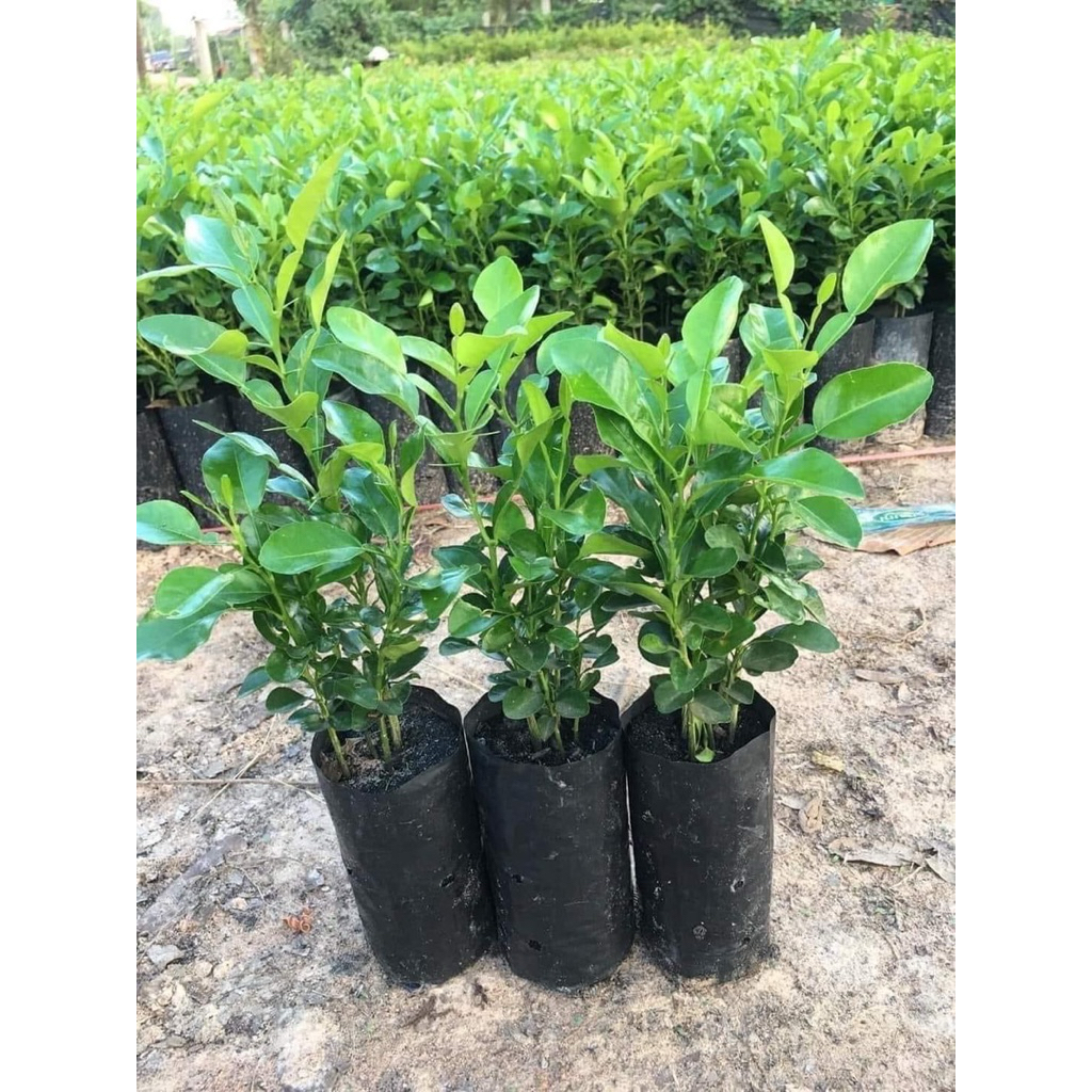ต้นมะกรูดหอมตัดใบ เพาะเมล็ดแท้ สูง 10–15 ซม. กลิ่นหอมแรง ปลูกง่าย ซื้อ 3 แถม 1 ราคา 30 บาท