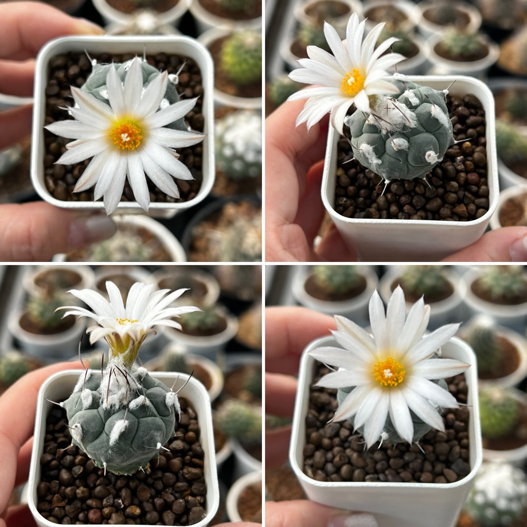 Turbinicarpus: เทอบิ แคคตัส กระบองเพชร