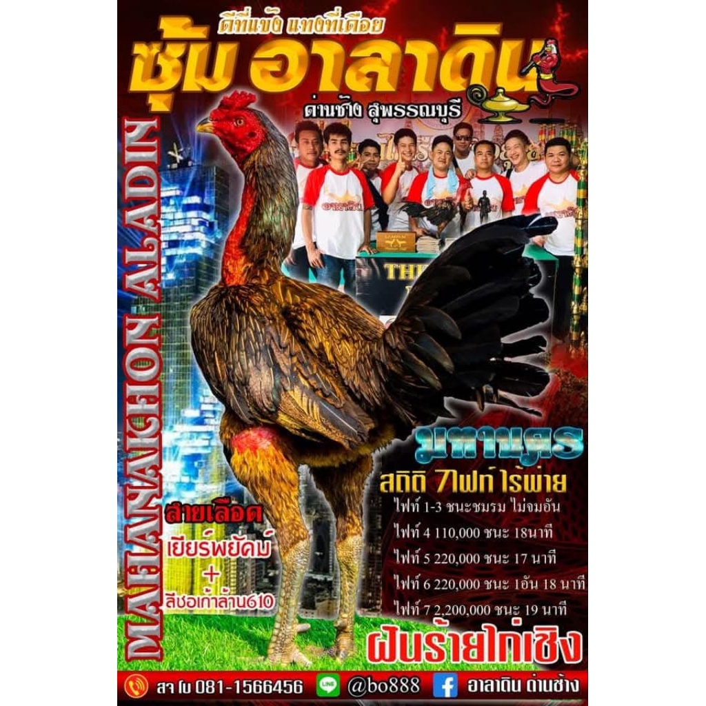 ไข่เชื้อไก่ชนสายมหานคร (ซื้อ 5 แถม 1)