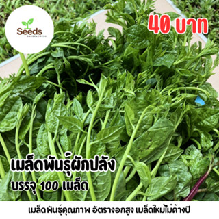เมล็ดพันธุ์ผักปลังบรรจุ 100 เมล็ด