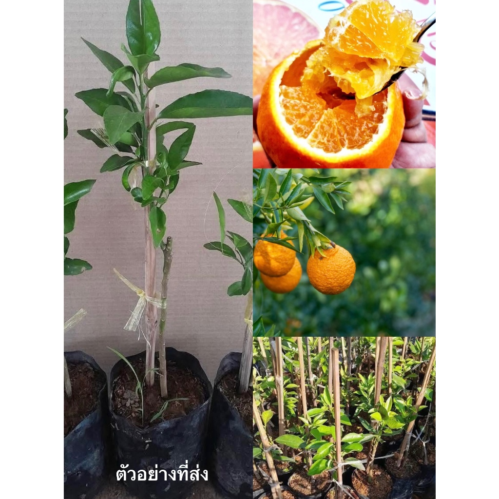(รับ1ต้น)(ต้นกิ่งตอน) #ส้มเอฮิเมะ (Ehime Orange) ส้มไร้เมล็ด 🏡วีนา