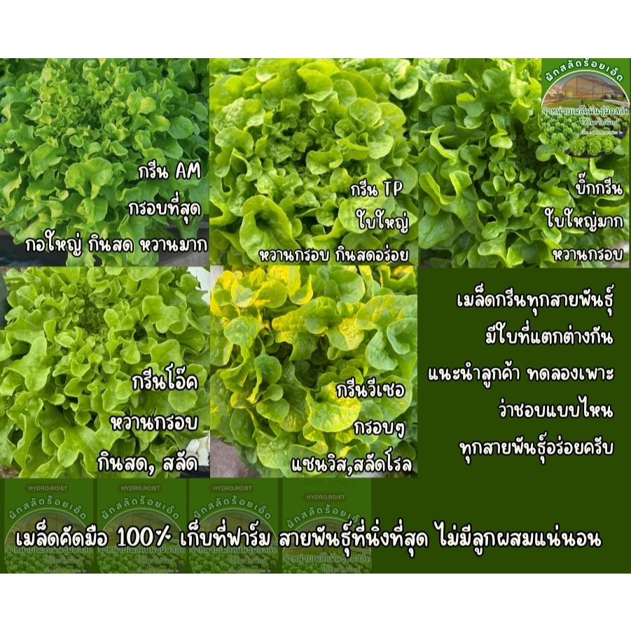 เมล็ดกรีนโอ๊ค 0.5 กรัม 300 - 400 เมล็ด คัดเกรด AAA+ ส่วนลด ราคาถูกลง อัตราการงอกดีเยี่ยม คัดมือ100%