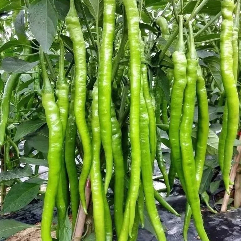 GEMI เมล็ดพริกเขียว เมล็ดพันธุ์พริก  แพ็กล่ะ 600 เมล็ด ง่ายต่อการอยู่รอด ราคา ถูกที่สุด ดีลบีเคเค แกลเลอรีภาพที่ 5