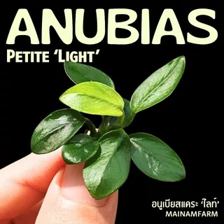 อนูเบียสแคระ 'ไลท์' (พริตตี้) ใบสีเขียวอ่อน - ANUBIAS NANA PETITE 'LIGHT' ต้นไม้น้ำ