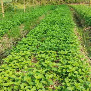 GEMI เมล็ดพันธุ์ สะระแหน่ สาระแหน่ เมล็ดเปปเปอร์มิ้น เปเปอร์มิ้น 1000 เมล็ด