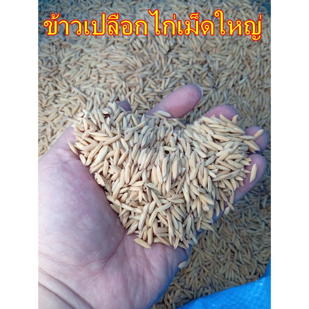 ข้าวเปลือก 10 กิโล ใช้สำหรับเลี้ยงเป็ด ไก่ ห่าน และสัตว์ปีก  ช่วยเพิ่มโปรตีนในสัตว์ทำให้เจริญเติบโตได้เร็ว - รูปที่ 5