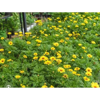 🌱ต้นกล้าแกรนด์ เดซี่โกลด์ 🌼สีเหลือง🪴พร้อมส่ง
