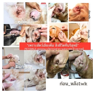 Petsmile น้ำยาเช็ดหูสุนัข เช็ดหูหมาสูตรสัตวแพทย์ ลดกลิ่นเหม็น ออร์แกนิกLongevity by Doctor Chopetch