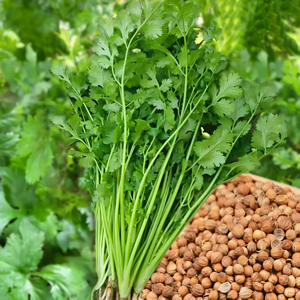 Cilantro seeds, vegetable seeds, herbal seeds, potted vegetable plant seeds, balcony potted cilantro