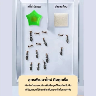 🐜กับดักมดแบบออลอินวัน🐜 เหยื่อล่อมด เจลกำจัดแมลงมด บรรจุแยกชิ้น 2 ชิ้น เพียงแปะไว้ตามมุมต่างๆ ของบ้านเพื่อกำจัดมด ปลอดภัย