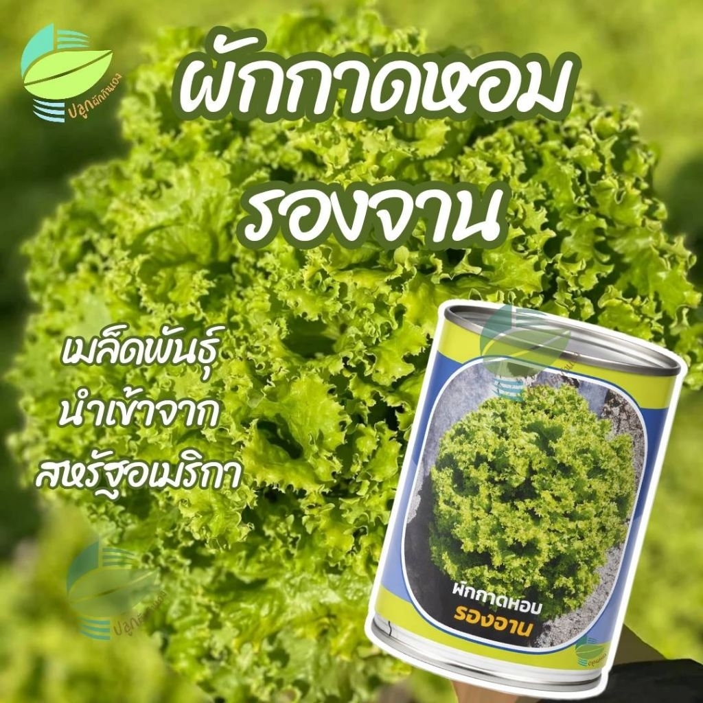 เมล็ดพันธุ์ผักกาดหอม รองจาน ตราลูกโลก (Lettuce)