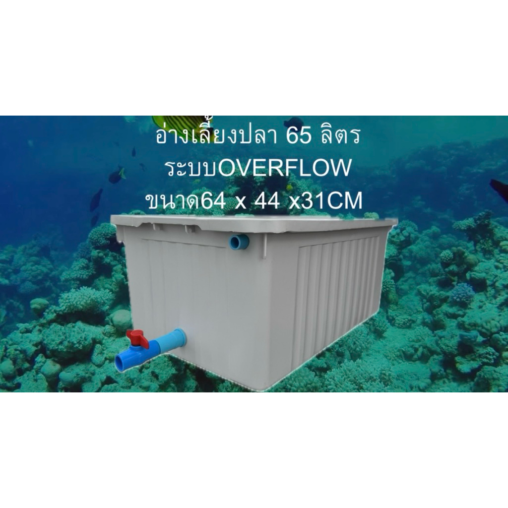 อ่างเลี้ยงปลา 65 ลิตร ระบบoverflow อ่างขาววาล์วฟ้า น้ำจะล้นเมื่ออยู่ในระดับท่อ อ่างเลี้ยงปลาเมกาดะ อ