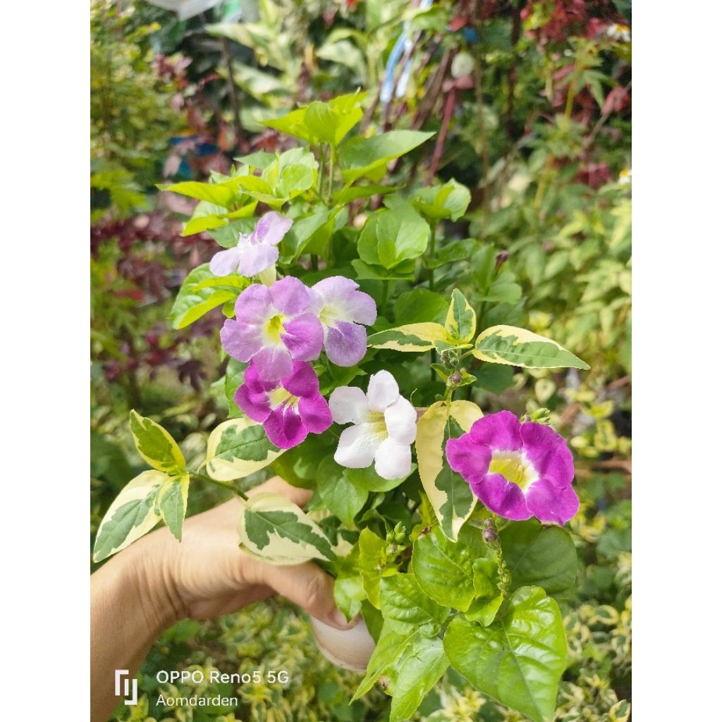 ต้นตำลึงหวาน อ่อมแซ่บเบญจรงค์5สี