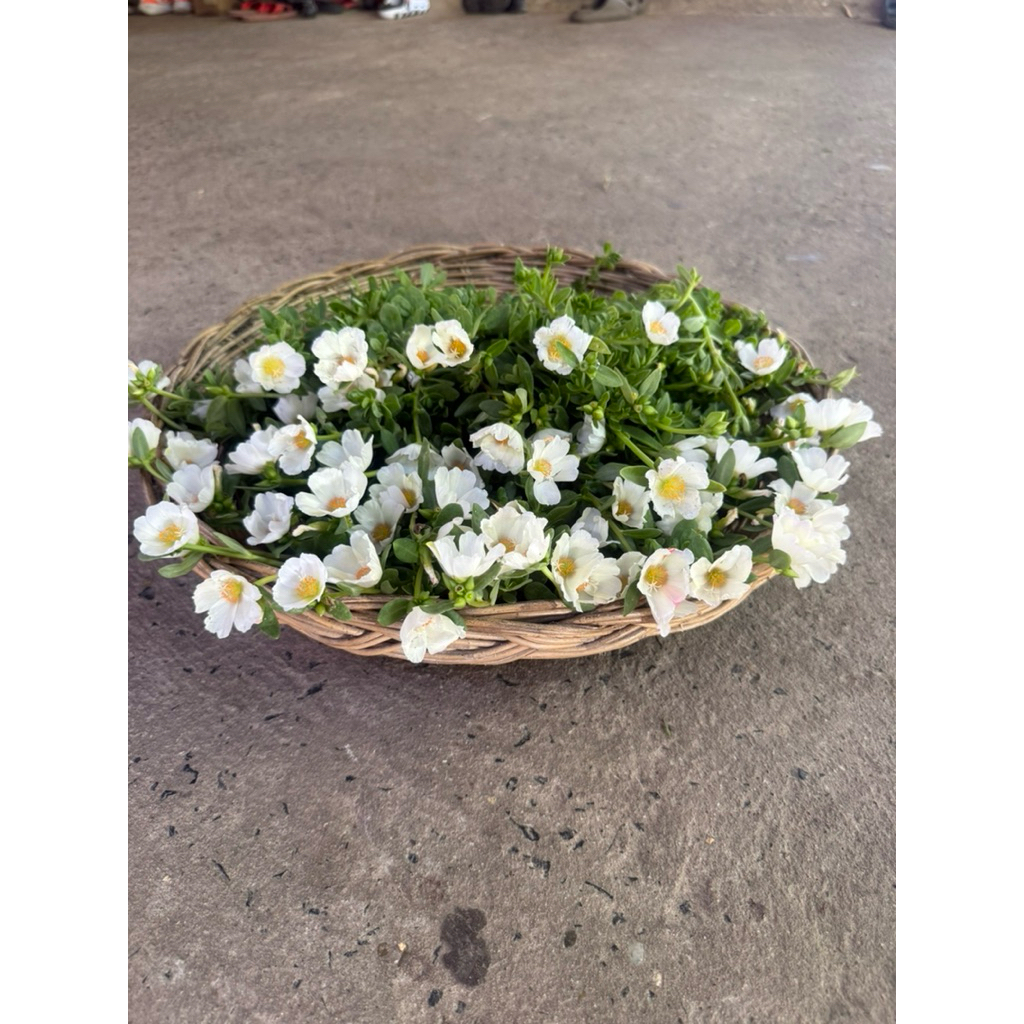 คุณนายตื่นสายสีขาวไข่ดาว ตัดกิ่ง30กิ่ง50บาท ดอกเยอะสวย - รูปที่ 5