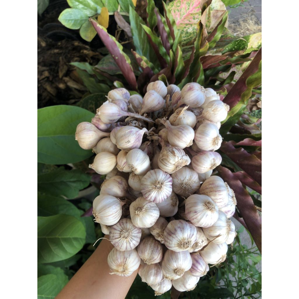 กระเทียมไทยปลูกแบบอินทรีย์ตามฤดูกาล Thai garlic - รูปที่ 3