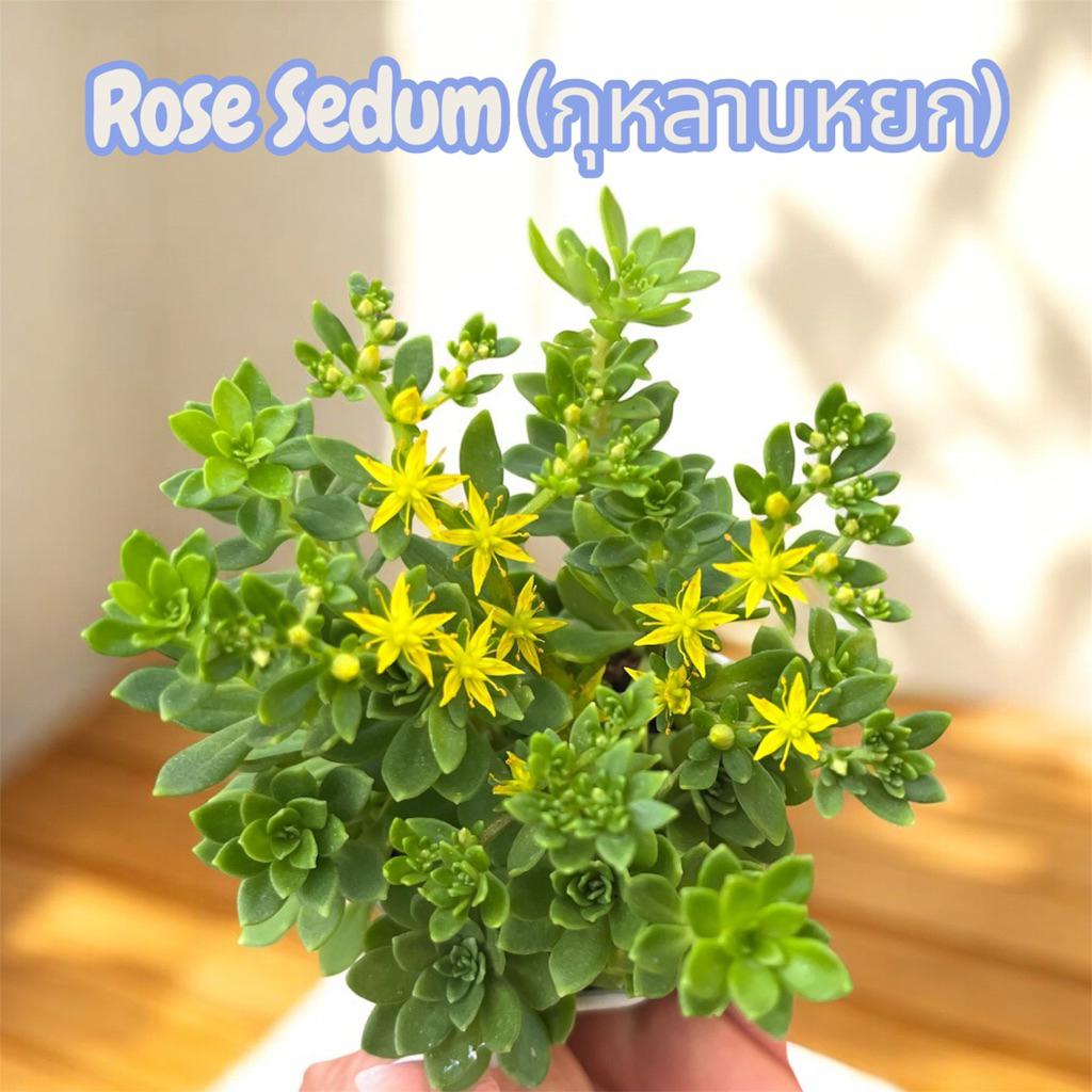 Rose Sedum (กุหลาบหยก) กุหลาบหิน ไม้อวบนำ้ น่ารักๆ กระถาง 2 นิ้ว