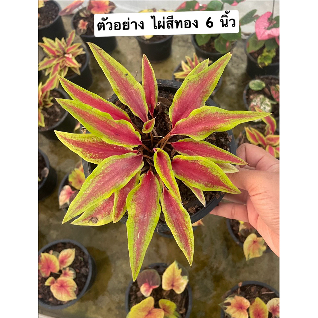 บอนสี ไผ่สีทอง กระถาง 6 นิ้ว