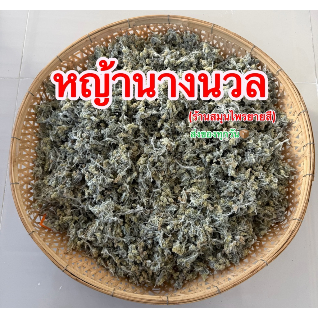 หญ้านางนวล หญ้าชิวคัก หญ้าทำขนมเทียน ของเกษตรกรในชุมชนจังหวัดสุรินทร์ (ร้านสมุนไพรยายสี) ส่งของทุกวัน